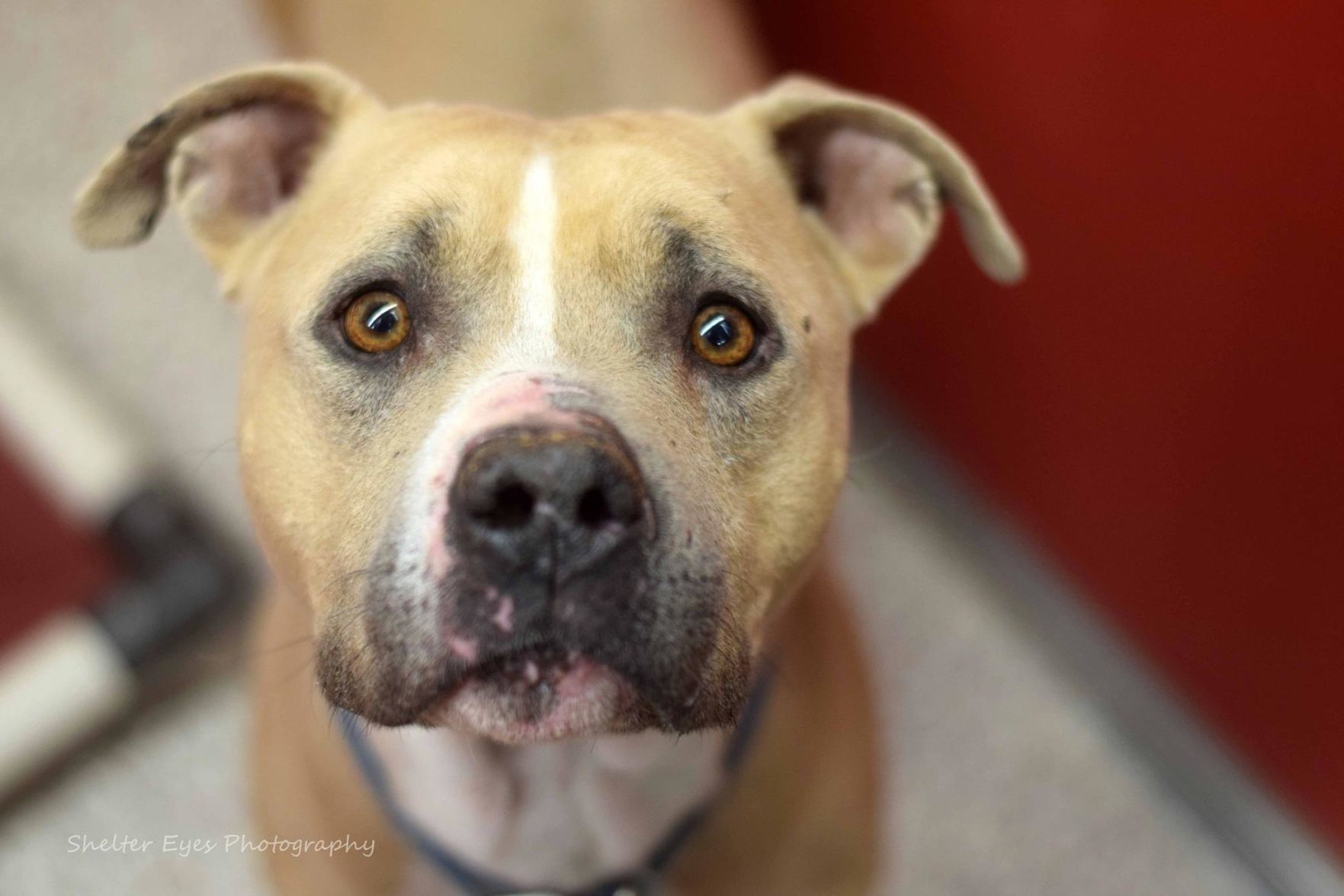 Adopt a friend: Capone